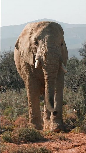 Wild and Romantic Karoo Safari 🐆🌿 Inverdoorn Big 5 Safari Lodge