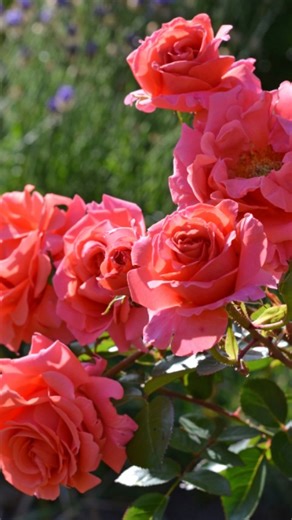 Noack Rosen | Frühjahrspflanzung 🌹- jetzt Rosenbeete planen! Das Frühjahr ist ein guter Zeitpunkt, um wurzelnackte Rosen zu pflanzen. Sie verzaubern... | Instagram
