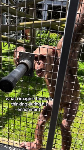 Chimpanzees Using Tools for Food Enrichment