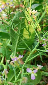 Radish Flowers With Growing Seed Pods Stock Video