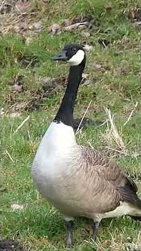 Gänse Kanadagänse schwarz weiß Kanadagans Gans Wildgänse Graugänse Zugvogel Rückhaltebecken