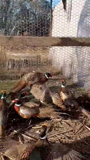 Everything was calm until I showed up 🐦😅 One step closer and the whole group decided it was time to relocate. | Pete’s Pheasant Farm
