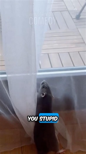 This Rat Has Had ENOUGH 😂🐀
