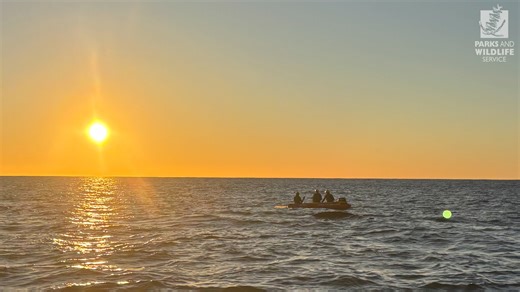 𝗧𝘄𝗼 𝗲𝗻𝘁𝗮𝗻𝗴𝗹𝗲𝗱 𝘄𝗵𝗮𝗹𝗲𝘀 𝗳𝗿𝗲𝗲𝗱 𝗼𝗳𝗳 𝗝𝘂𝗿𝗶𝗲𝗻 𝗕𝗮𝘆 🐋🐋 The last week of June is a busy period for many working people, marking the end of the financial year. For the Parks and Wildlife Service marine crew in Jurien Bay, it was a busy time out on the water - rescuing two humpback whales in one week. The team performed two successful disentanglements, with one operation stretching over three days. Thanks to the crew for your outstanding work! 👍👍 If you see an entangled