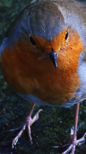 A Robin Finds Some Juicy Worms