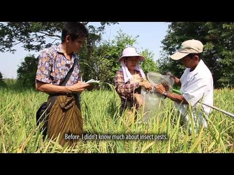Myanmar farmers tell their stories: Improving livelihoods through rice seed production