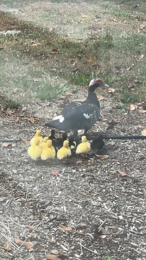 Make Way for Ducklings, Florida edition 🐥 The Muscovy ducks that have taken up residence in our yard seem to be a growing family! #centralflorida #wildlife #makewayforducklings | Maureen McCann