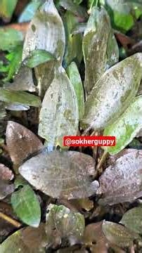 30+ Aquatic Plants available ! All are Low-tech. Easy growing plants.