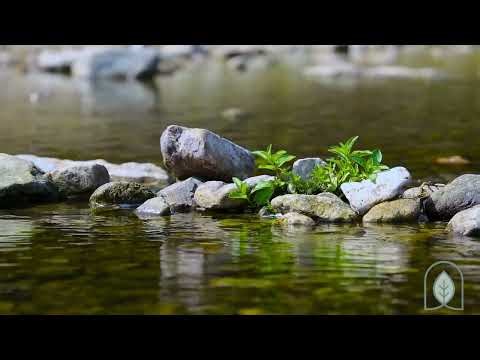 Relaxing Piano Music 30 Minutes of Calm Music with River Scenery