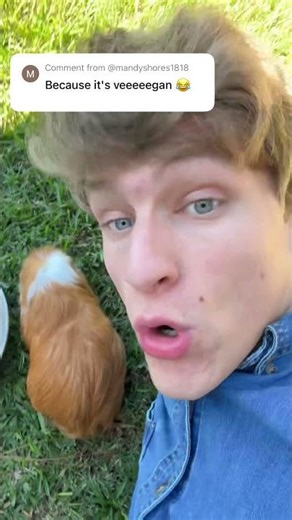 Eating meat is vegan! #guineapighome #comedy #pet #hamster #guineapig