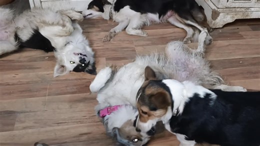 1.3K views · 33 reactions | Lady Bug vs Lacey... plus a Cricket invasion... just a typical rainy night here | Spring Meadow BCs | Facebook