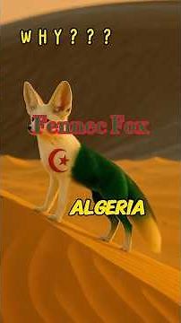 Why Is the Fennec Fox a Symbol of Algeria? 🇩🇿🦊 #shorts
