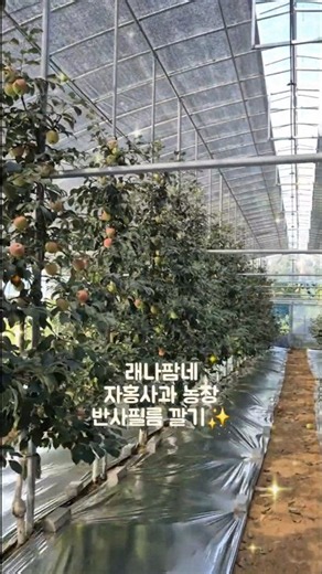 사과밭에 은빛 바닥을 까는 이유🍎✨ 자홍사과 반사필름 작업 완료!