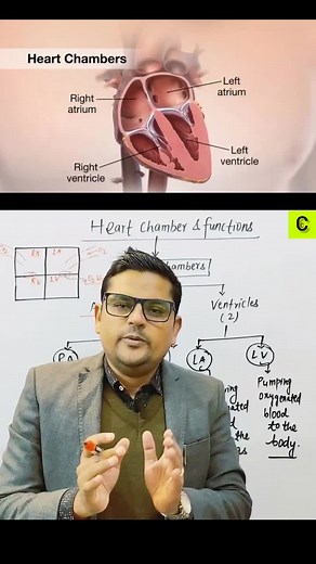 Understanding Heart Chambers and Their Functions