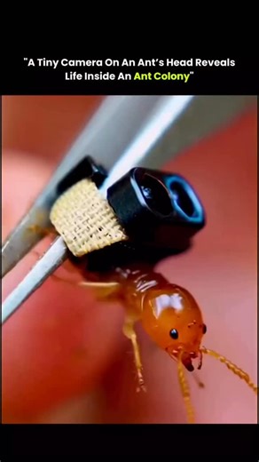 sci || tech || history on Instagram: "This video captures a rare first-person view from inside an ant colony using an ultra-light micro camera carefully attached to an ant’s head. As the ant walks back into its nest, the footage reveals dark, narrow tunnels filled with constant movement—an underground world humans almost never get to see this closely. What feels simple at first quickly becomes mesmerizing as the ant navigates a complex, living structure built entirely for survival. These shots a