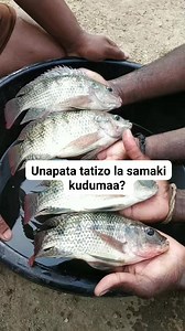 SABABU ZA KUDUMAA KWA SAMAKI BWAWANI NA JINSI YA KUDHIBITI Kudumaa kwa samaki bwawani husababishwa zaidi na msongamano mkubwa wa samaki, ukosefu wa chakula bora na cha kutosha, ubora duni wa maji (oksijeni kidogo au maji machafu), pamoja na magonjwa na vimelea. Ili kudhibiti tatizo hili, hakikisha unazingatia idadi sahihi ya samaki kwa ukubwa wa bwawa, wape chakula chenye virutubisho sahihi kwa ratiba maalum, badilisha au ongeza maji mara kwa mara ili kuongeza oksijeni, na fuatilia afya ya samak