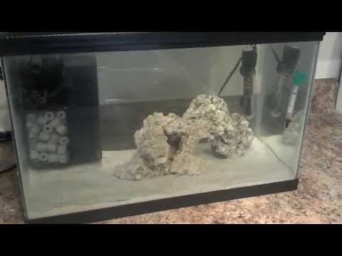 Octopus Tank Setup