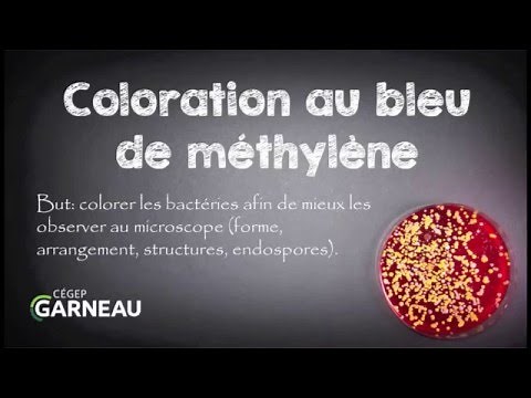 Methylene blue staining