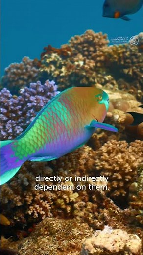 The power of plankton