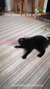 114K views · 2.1K reactions | She snuggles into my sweater. | Creative Company | Facebook