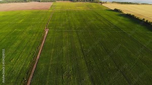 Aerial view pivot at work in potato field, watering crop for more growth. Center pivot system irrigation. Watering crop in field at farm. Crop circles from the irrigation system or aliens with UFOs.