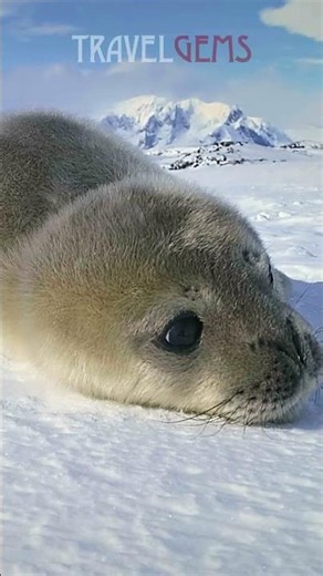 ANTARCTICA #nature
