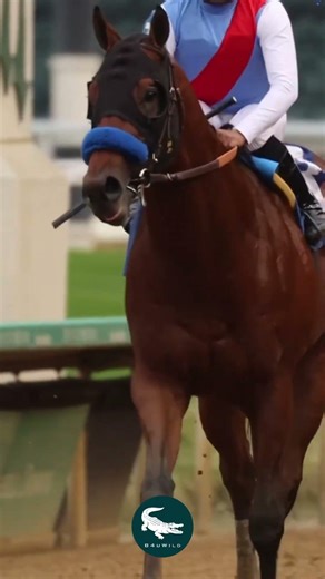 Thoroughbred Horse 🏇🔥 The Speed Legend of the Racetrack