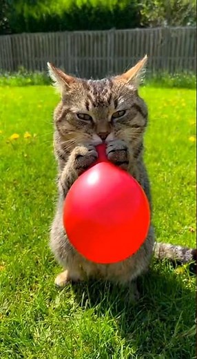 Not Another Exploding Cat… #BalloonCat #CatShort #CatFail