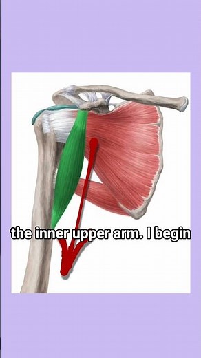 How to draw the Coracobrachialis | Anatomy for Artists
