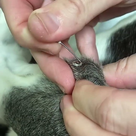 Sebaceous cysts on dogs form when an oil gland is blocked and are benign skin bumps that may burst.