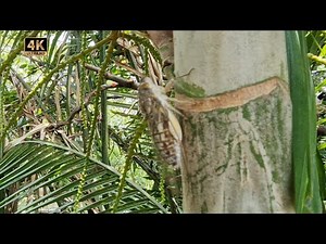 Cicadas Loudest insects in Bangkok! How do they make so much noise? 🇹🇭 Thailand