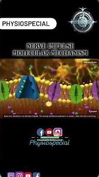 Nerve impulses molecular mechanism 3d animation