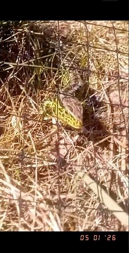 The Sand Lizard (Lacerta agilis)