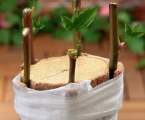 Smart gardening tricks for beginners and experts!