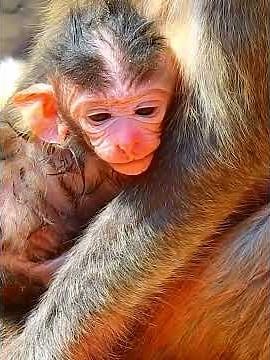 So Nice Baby Monkey With Mommy #monkey #babymonkey #animals
