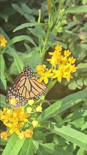 Monarch Butterfly Feeding on Butterfly Weed | Nature Short