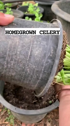 Celery grows fast, firm roots. Move to big pot, increase growth #fypシ #fyp #FYI #virals #trendingpost #farming #viralreels #fypviralシfyp #viralreelsfb #celery #Canaan #organicfertilizer #trendingpost #trendingnow #highlights #viralpost #millionviews #followforfollowback #follower #organic #follow #transplant #millionviews #ContentMonetization #gardening #plantingtips #gardentips | Canaan All in One Fertilizer Original Direct Supplier