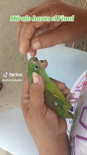 Loros con Gusanos: Larvas Peligrosas