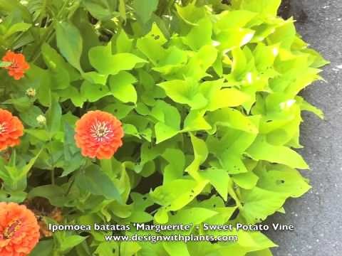 Ipomoea batatas 'Marguerite' - Sweet Potato Vine