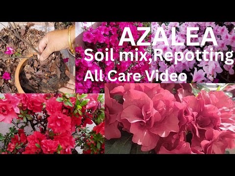 Azalea Plant Soil Mixture ,Repotting and Maximum Flowering & Care Video #garden #azalea #viralvideo