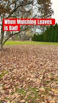 Leaf Cleanup! | Bag or Mulch Leaves?