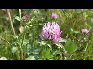 How to Identify Red Clover