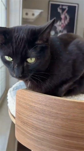 Our Giant Scratching Tower is CAT APPROVED ✅