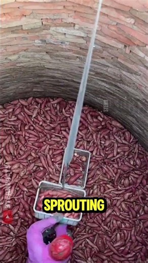 Why Farmers Bury Sweet Potatoes Underground 😲