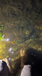 Just another average night out exploring the Everglades with Garrett! VIA: {IG} fishingarrett 🐊🐍 #alligator #florida #ehp #gator #snakes #cottonmouth #everglades #evergladesholidaypark #floridalife #viralvideos #wildlife #animals | Everglades Holiday Park