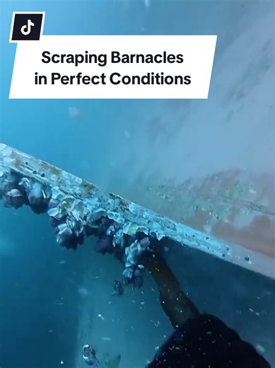 Scraping Barnacles: Perfect Conditions for Diving