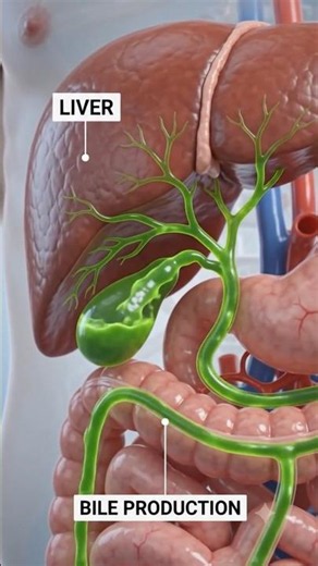Bile, Lipase, & Final Digestion | Life Processes Class 10