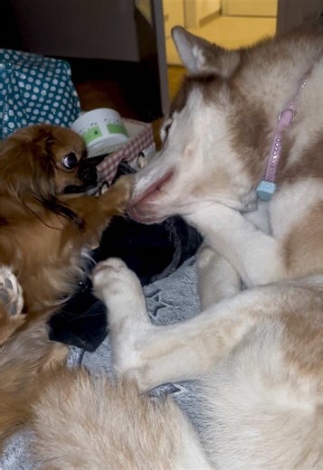 Adorable Brown Husky and Best Friends Having Fun