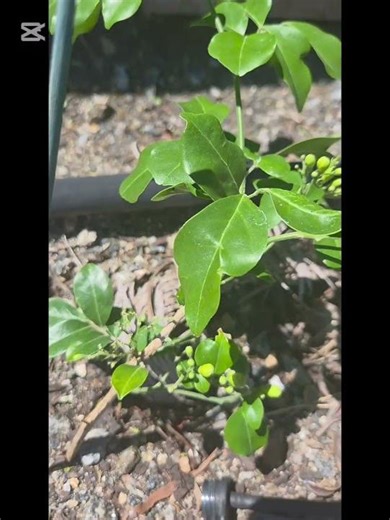 Planting a Murraya paniculata #encouragement