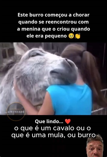A Relação Carinhosa entre Burros e Crianças
